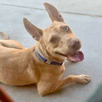 Thumbnail photo of Gazelle #2