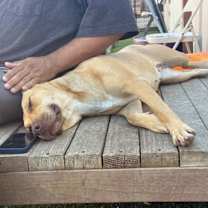 Thumbnail photo of Gazelle #3