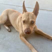 Thumbnail photo of Gazelle #4