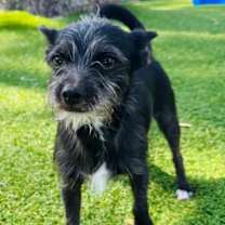 adopt-pet