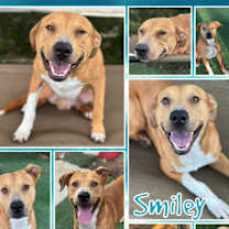 Thumbnail photo of Smiley #1