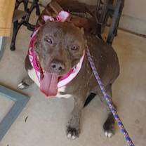 Thumbnail photo of Chloe #1