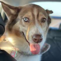 Thumbnail photo of Ginger #1