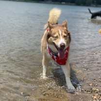 Thumbnail photo of Ginger #3