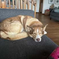 Thumbnail photo of Ginger #4