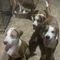 Thumbnail photo of Bullseye #3