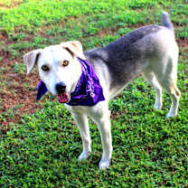 Thumbnail photo of Dixie #2