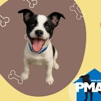 Thumbnail photo of Piper #3