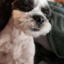 Thumbnail photo of Boba #1