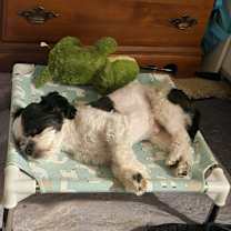 Thumbnail photo of Boba #2