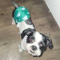 Thumbnail photo of Boba #3