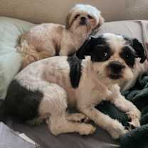 Thumbnail photo of Boba #4