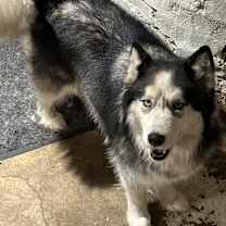 Thumbnail photo of Luci #2