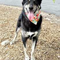 Thumbnail photo of Piper #1