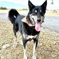 Thumbnail photo of Piper #2