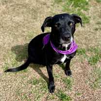 Thumbnail photo of Sweet Pea #2