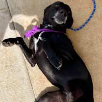 Thumbnail photo of Sweet Pea #3