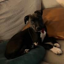 Thumbnail photo of Socks IN FOSTER #2