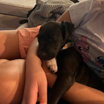 Thumbnail photo of Socks IN FOSTER #3