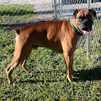 Thumbnail photo of Zeus #3