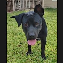 Thumbnail photo of Petunia #1