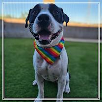 Thumbnail photo of Apollo #3