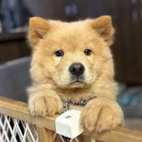 Thumbnail photo of Truffles ADOPTED #1