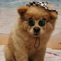 Thumbnail photo of Truffles ADOPTED #2