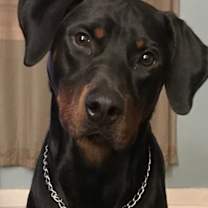 Thumbnail photo of Bronco #1