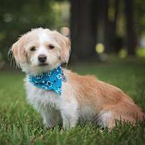 Thumbnail photo of Odie #1