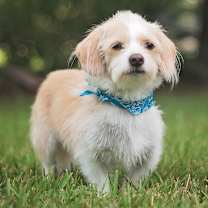 Thumbnail photo of Odie #2