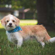 Thumbnail photo of Odie #3