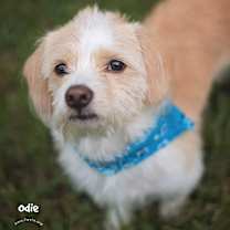 Thumbnail photo of Odie #4