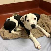 Thumbnail photo of Rocky #1