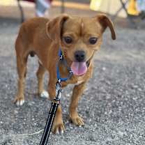 adopt-pet
