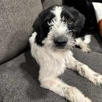 adopt-pet