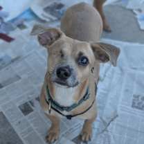 Thumbnail photo of Chayo #1