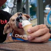 Thumbnail photo of Chayo #2
