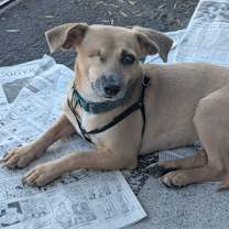 Thumbnail photo of Chayo #3