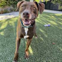 Thumbnail photo of Bruno #2