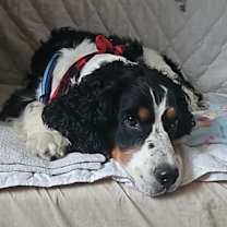 adopt-pet