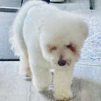 Thumbnail photo of Reggie #2