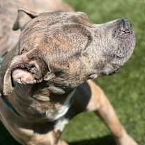 Thumbnail photo of Pollo #2