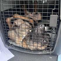 Thumbnail photo of Zo - IL #3