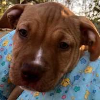 Thumbnail photo of Jem #1