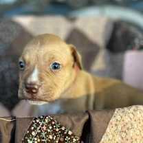 Thumbnail photo of Jem #2