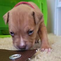 Thumbnail photo of Jem #3