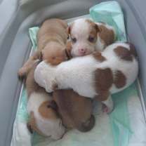 Thumbnail photo of Jem #4