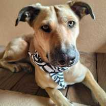 Thumbnail photo of Amber/Vanilla #1