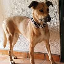 Thumbnail photo of Amber/Vanilla #2